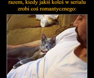 Dzień Kota 2021. Rasowe, dachowce, małe i duże. Dziś KOTY mają swoje święto [MEMY]