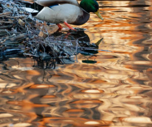 Egzotyczny gość nagle pojawił się w Białymstoku