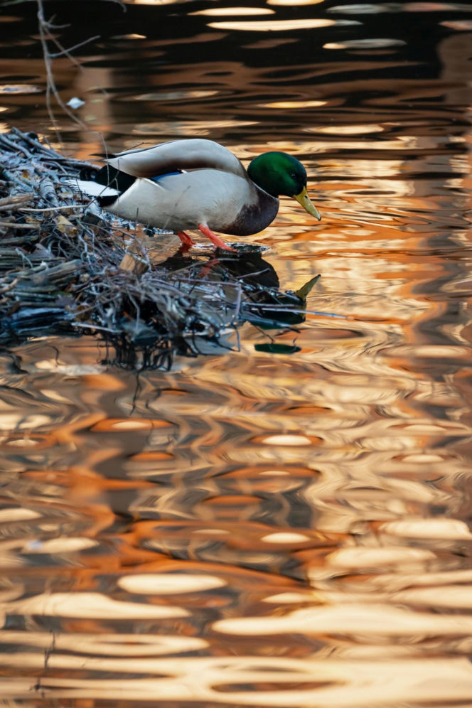 Egzotyczny gość nagle pojawił się w Białymstoku