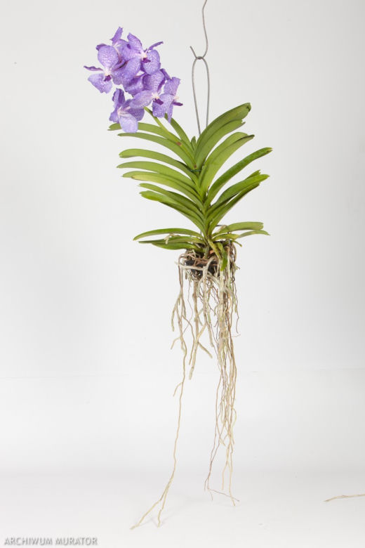storczyk-Vanda