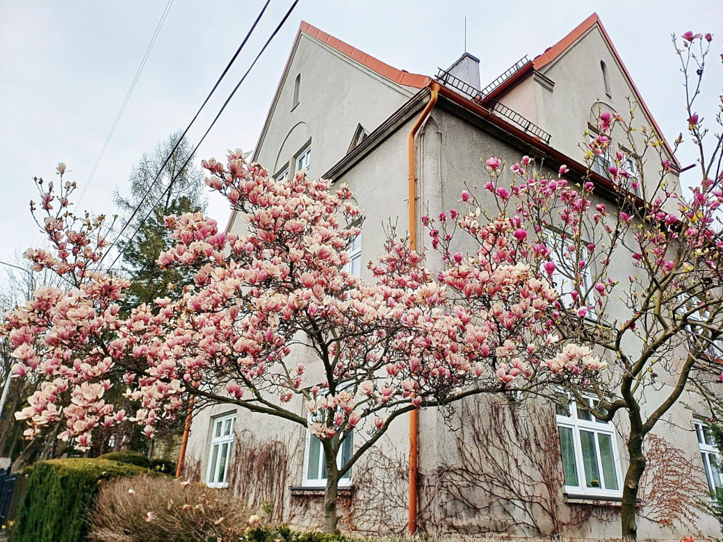 Szlak Magnolii w Cieszynie liczy 11 przystanków