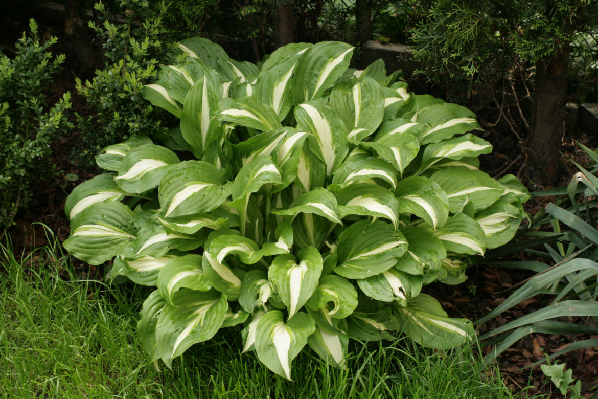 Funkia undulata 'Univittata'