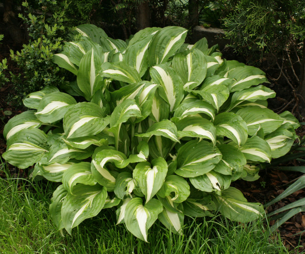 Funkia undulata 'Univittata'