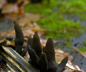 Palce umarlaka” w bieszczadzkich lasach