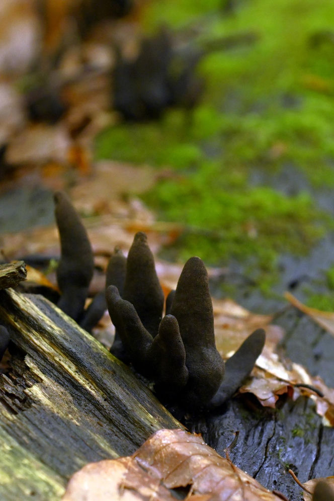 Palce umarlaka” w bieszczadzkich lasach