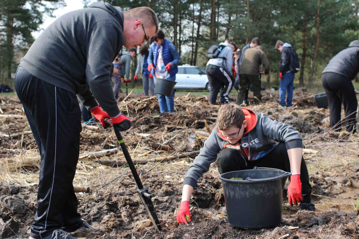 10 tys. nowych drzew w nadleśnictwie Bełchatów. W akcji udział wzięli pracownicy PGE i uczniowie