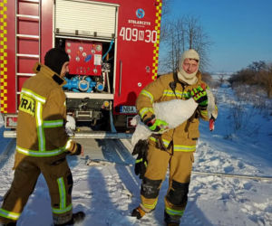 Łabędź przymarzł do tafli lodu. Uratowali go strażacy z OSP Sątopy Samulewo [ZDJĘCIA]