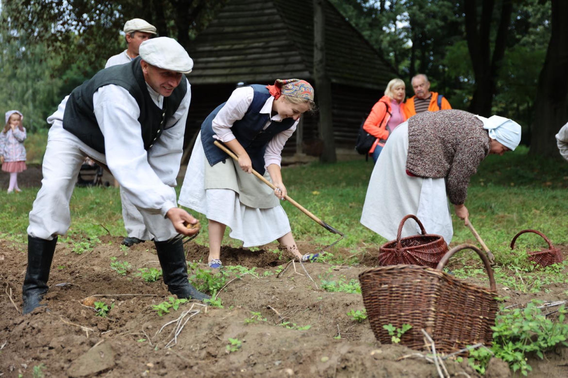 Wykopki kartoflane 2023 w lubelskim skansenie