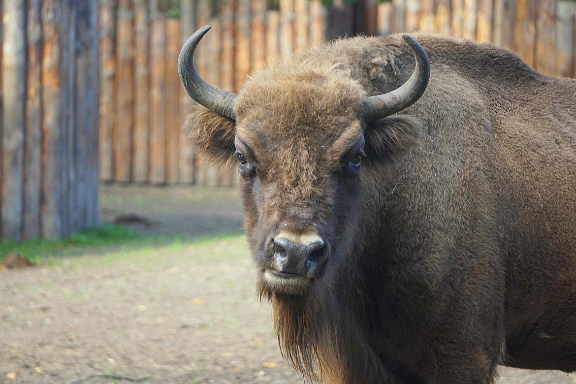 Weekendowe atrakcje we wrocławskim zoo: Dzień Wilka i charytatywny "Dziki Bieg"