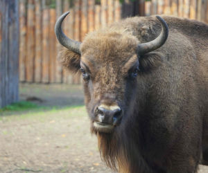 Weekendowe atrakcje we wrocławskim zoo: Dzień Wilka i charytatywny Dziki Bieg