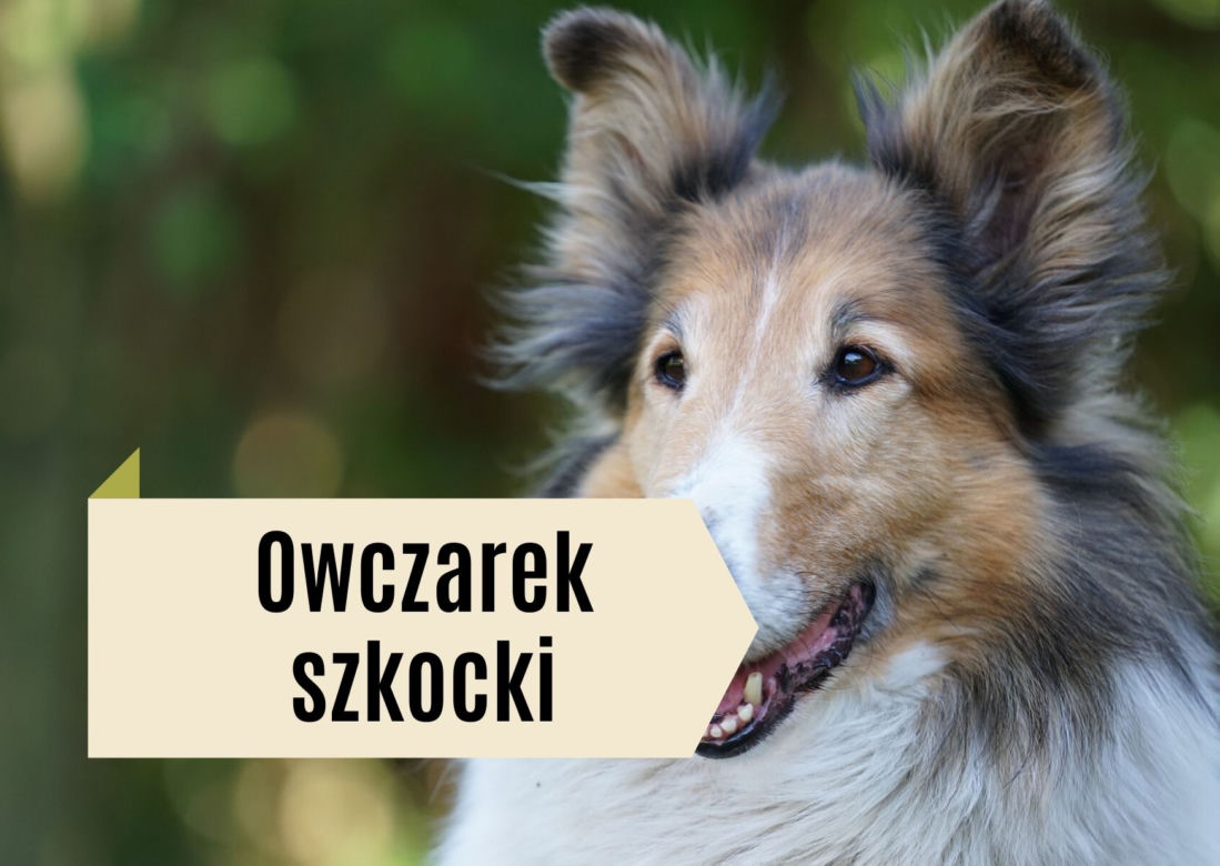 Najlepsze rasy psów dla dzieci. Będą prawdziwymi przyjaciółmi! [GALERIA]