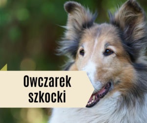 Najlepsze rasy psów dla dzieci. Będą prawdziwymi przyjaciółmi! [GALERIA]