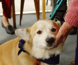 Czworonożni przyjaciele: jak psy wspierają zdrowie i dobrostan seniorów