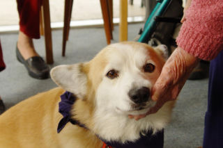 Czworonożni przyjaciele: jak psy wspierają zdrowie i dobrostan seniorów