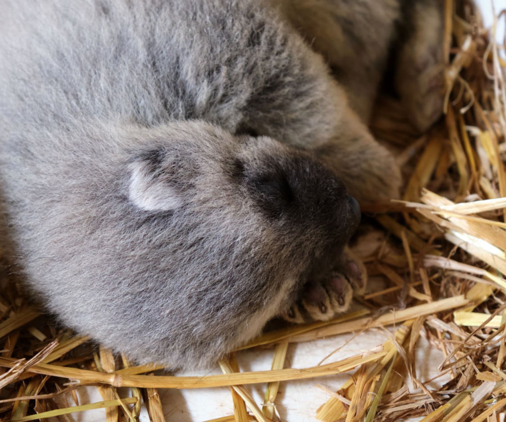 Wielki sukces zoo w Chorzowie! Tatyana i Thor mogą być dumni. Zobaczcie rosomaki-słodziaki
