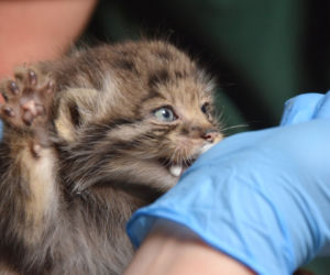 Słodkie kociaki w poznańskim ZOO