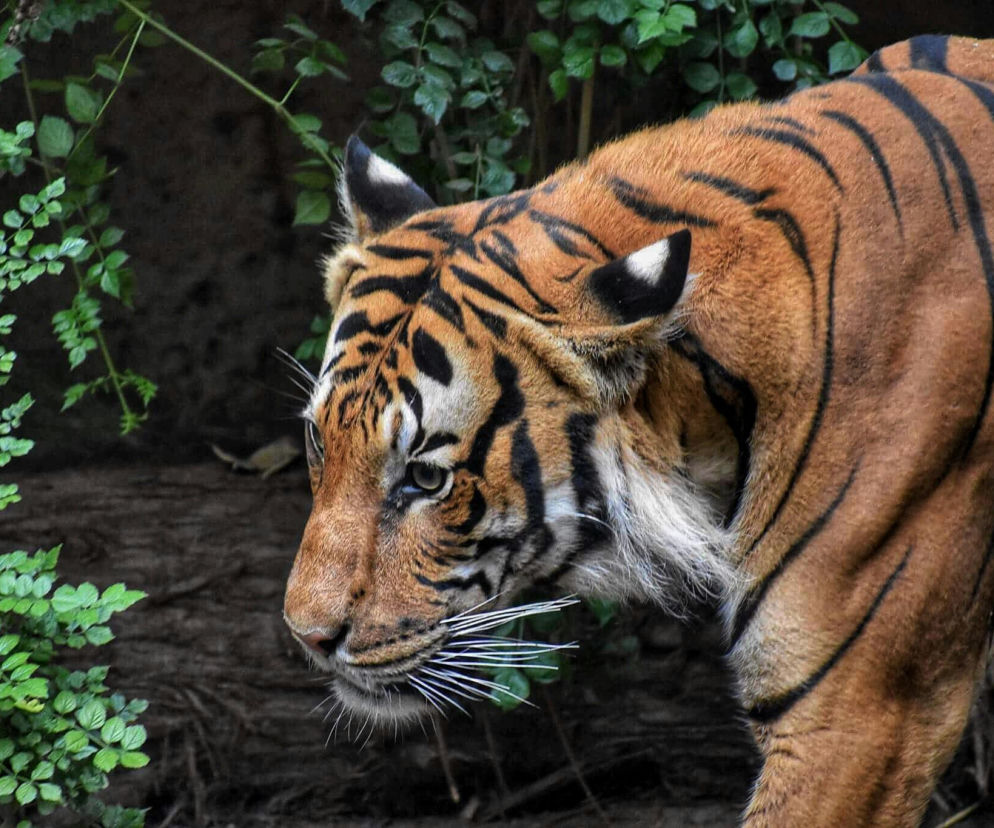 Dramat tygrysów na granicy. Jeden nie przeżył. Jest prawomocny wyrok sądu