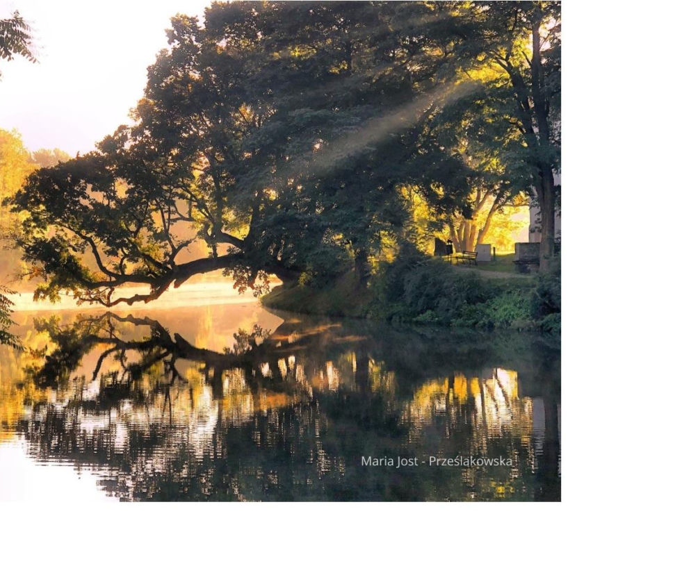 Krzywe Drzewo z Szydłowca z szansą na tytuł Europejskiego Drzewa Roku 2026