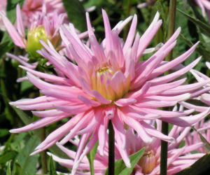 Dalia 'Park Princess'