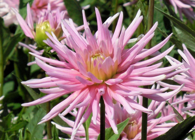 Dalia 'Park Princess'
