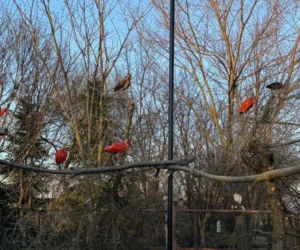 Nowi mieszkańcy zoo w Wojciechowie