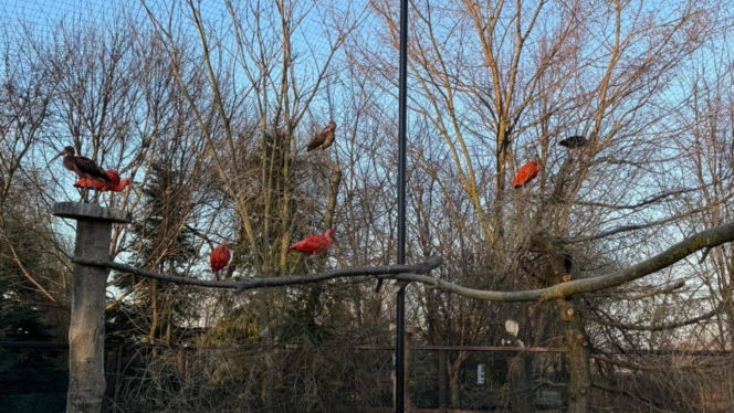 Nowi mieszkańcy zoo w Wojciechowie