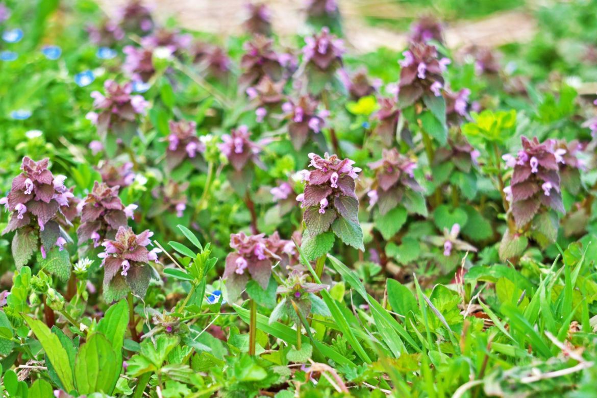 Jasnota purpurowa
