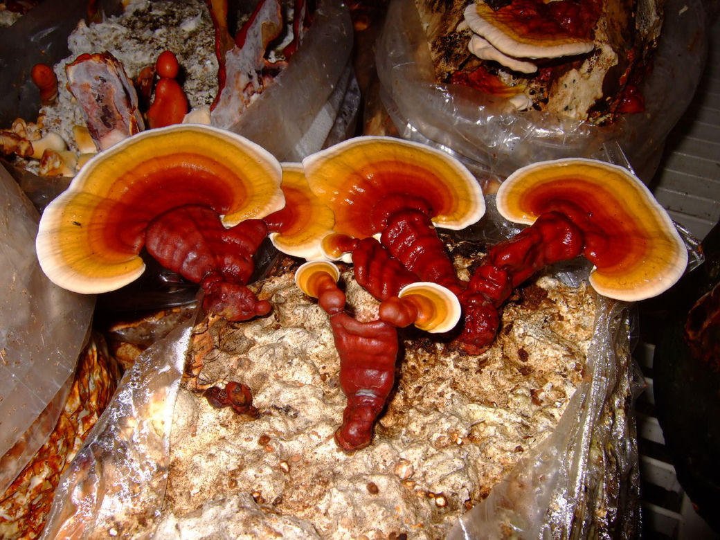GRZYBY REISHI - właściwości i działanie. Gdzie kupić grzyby reishi?
