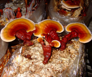 GRZYBY REISHI - właściwości i działanie. Gdzie kupić grzyby reishi?