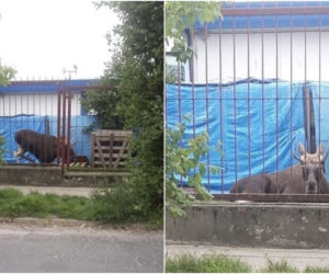 Łoś na ulicach Płocka! Na miejscu lekarz weterynarii [ZDJĘCIA, AKTUALIZACJA]