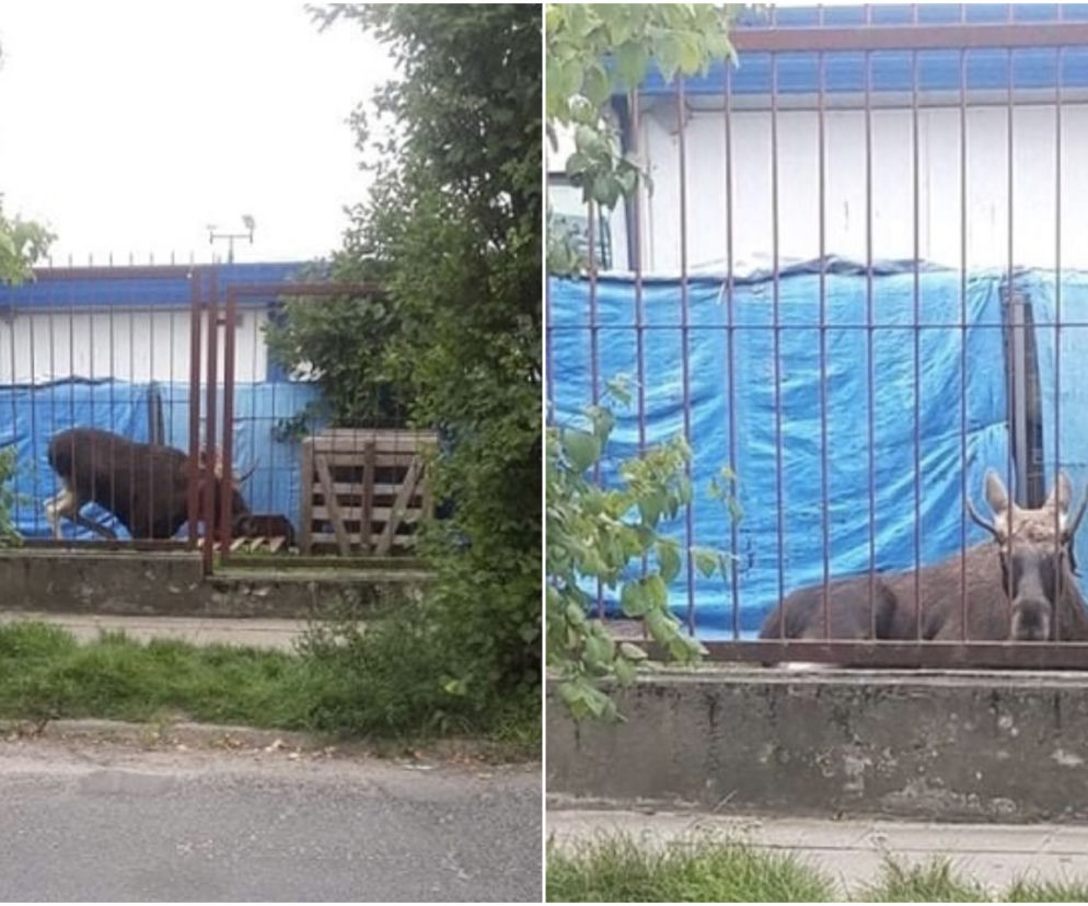 Łoś na ulicach Płocka! Na miejscu lekarz weterynarii [ZDJĘCIA, AKTUALIZACJA]