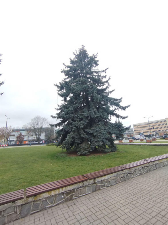 Choinka miejska Siedlce