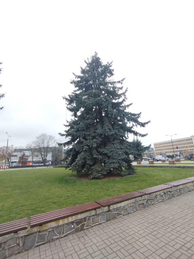 Choinka miejska Siedlce