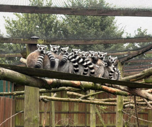 Lemurzy baby boom w Romanówce