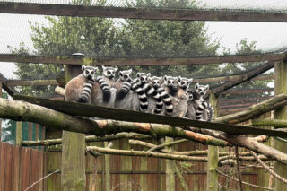 Mały skarb z Madagaskaru. Wyjątkowe narodziny w ZOO Wojciechów