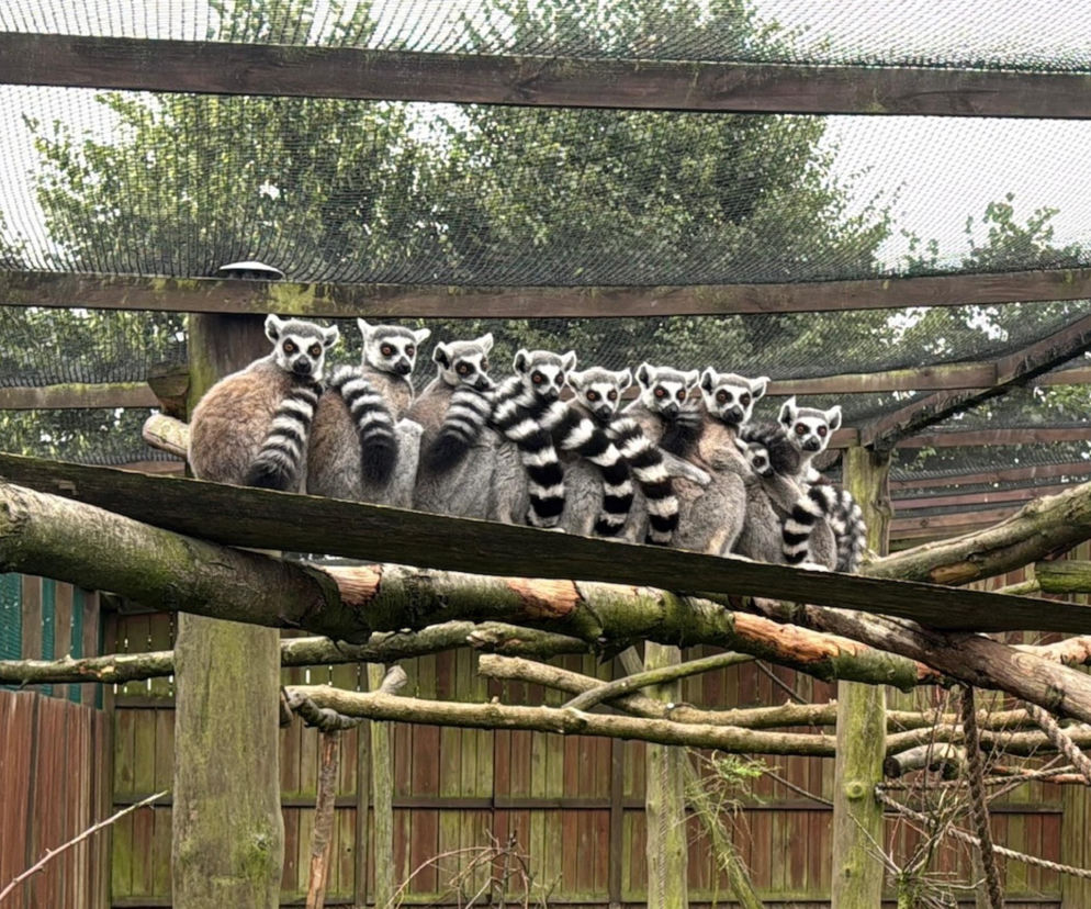Mały skarb z Madagaskaru. Wyjątkowe narodziny w ZOO Wojciechów