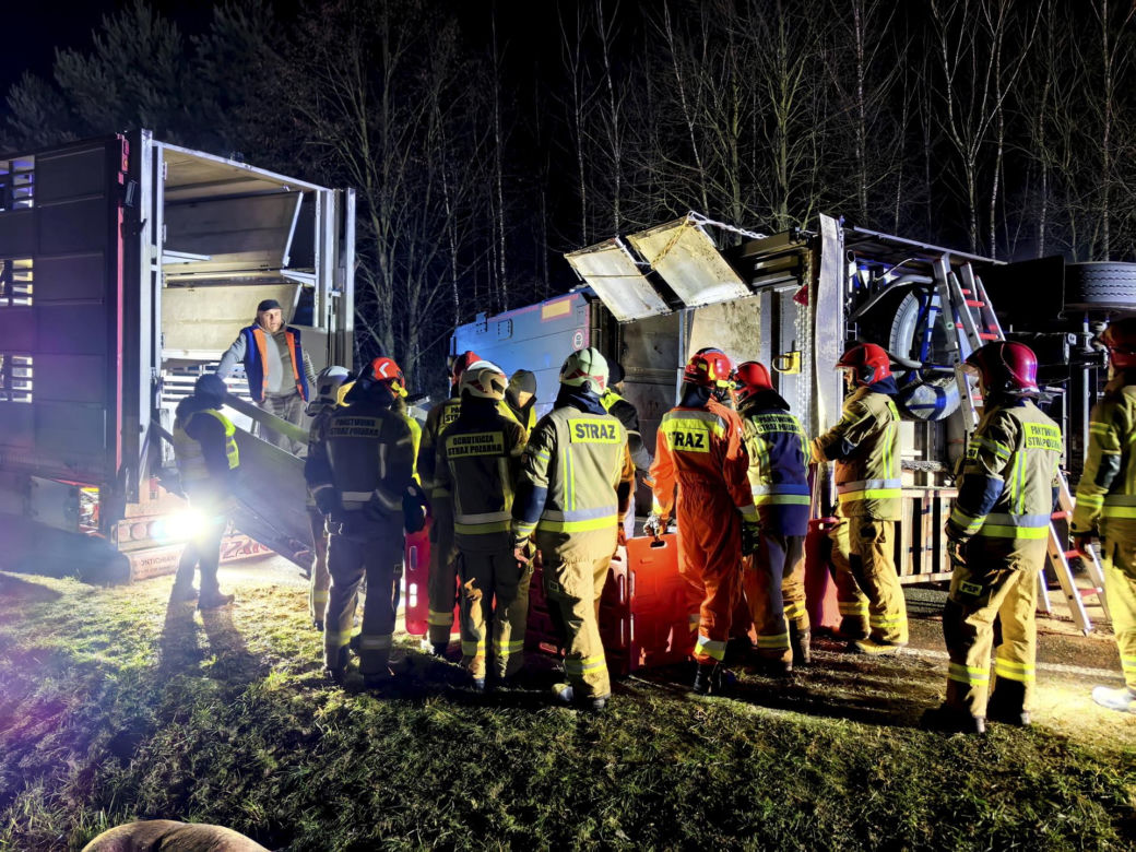 Wypadek tira na drodze krajowej nr 70. Zginęło kilkadziesiąt świń [ZDJĘCIA].