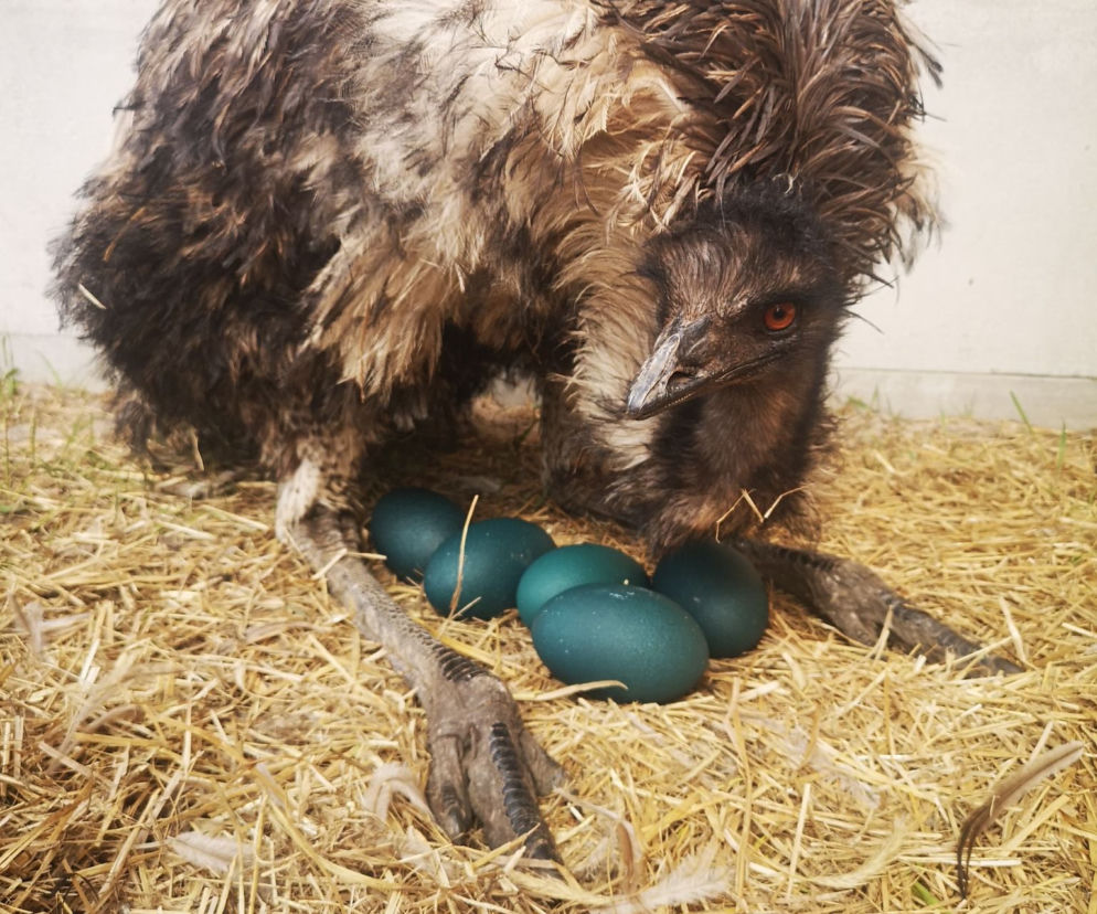 Emu Zwierzogród