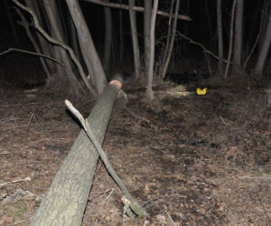 Śmiertelny wypadek w lesie pod Terespolem. Nie żyje 70-letni mężczyzna