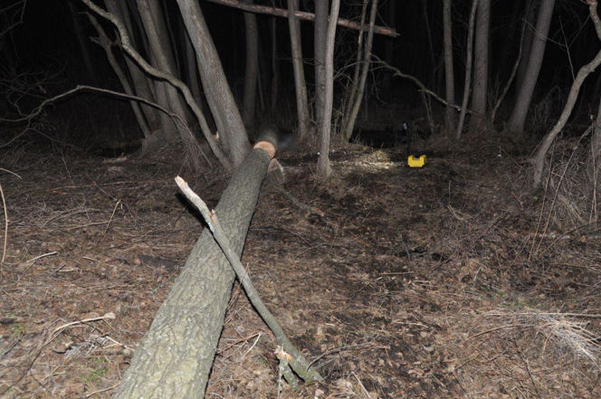 Śmiertelny wypadek w lesie pod Terespolem. Nie żyje 70-letni mężczyzna