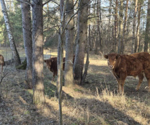 Rolnik z Podlasia bronił swojego bydła. Gdyby nie brat, to by mnie tam zatłukli