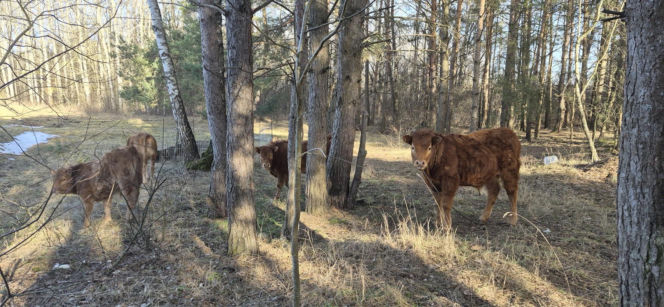 Rolnik z Podlasia bronił swojego bydła. "Gdyby nie brat, to by mnie tam zatłukli"