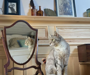 Metamorfoza Domu pod królikiem