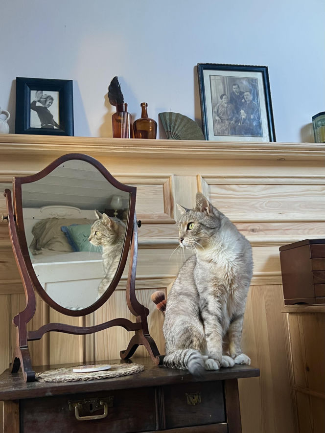 Metamorfoza Domu pod królikiem