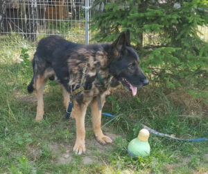 Pies Thor miał być poddany eutanazji przez agresję, to był strach przed człowiekiem...
