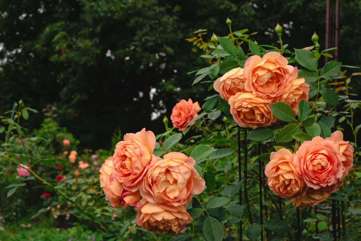 Róża herbaciana 'Lady of Shalott'