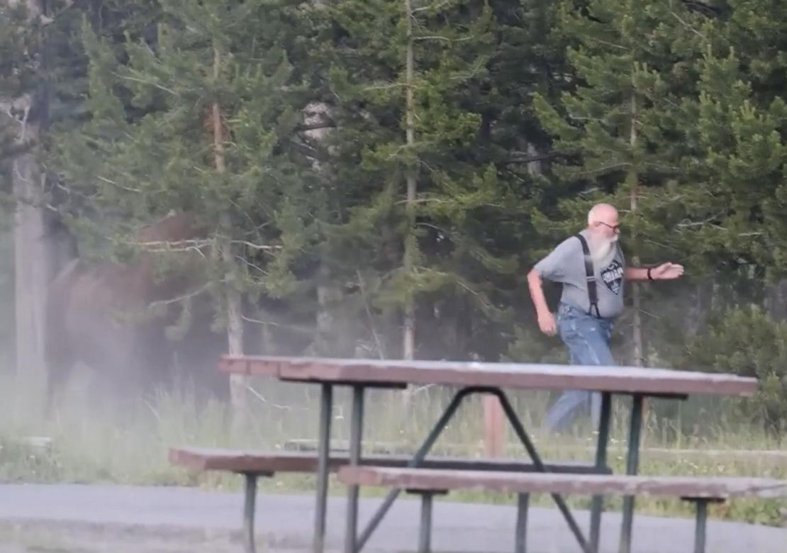 Atak bizona w Parku Narodowym Yellowstone