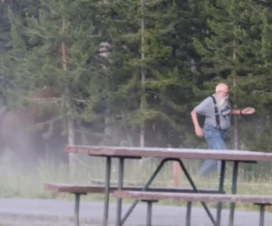 Atak bizona w Parku Narodowym Yellowstone