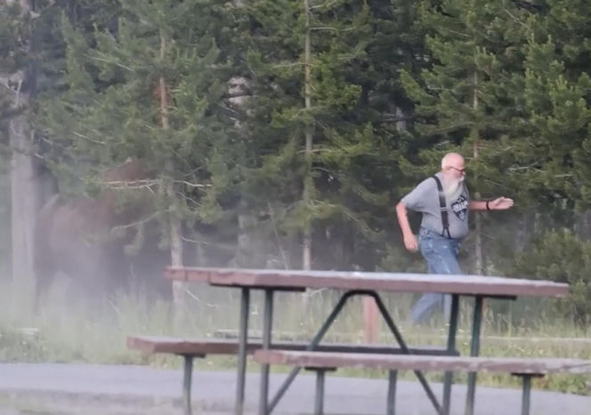 Atak bizona w Parku Narodowym Yellowstone