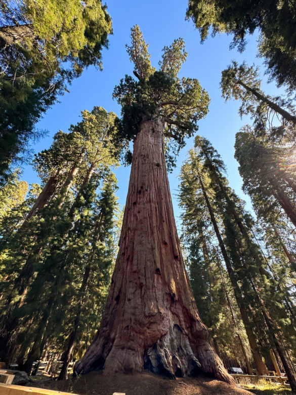 General Sherman – okaz mamutowca olbrzymiego rosnący w Parku Narodowym Sekwoi w górach Sierra Nevada